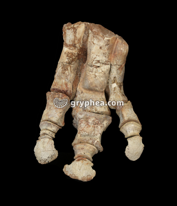 Hadrosaure - Pied (Prosaurolophus angustirostris, Campanien, Crétacé, Mongolie) - gryphea.org